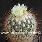 Stenocactus vaupelianus f. albatus