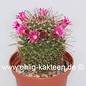 Mammillaria claviformis  Rep 1462 Blüte pink