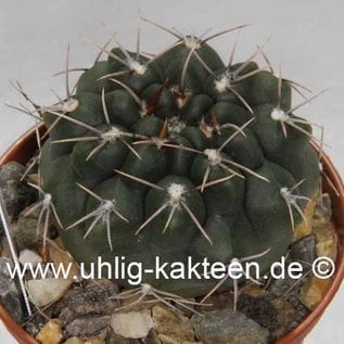 Gymnocalycium fischeri (stuckertii sensu Kiesling) P 106 Argentinien, Prov. San Luis, 1100 m