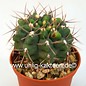 Gymnocalycium fischeri (stuckertii sensu Kiesling) P 106 Argentinien, Prov. San Luis, 1100 m