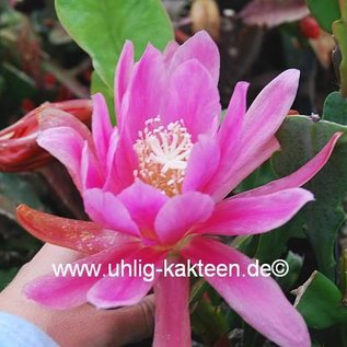 Epiphyllum-Hybr. Lime house