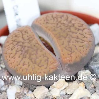 Lithops aucampiae v. koelemanii C 016 35 km NW Postmasburg, Northern Cale, Südafrika