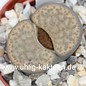 Lithops fulviceps v. fulviceps C 391 25 km NW Grünau