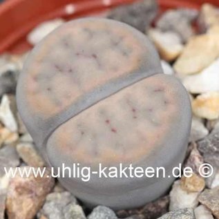 Lithops schwantesii subsp. schwantesii var. schwantesii C 164