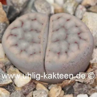 Lithops schwantesii subsp. schwantesii var. schwantesii C 265