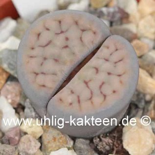 Lithops schwantesii  ssp. schwantesii v. schwantesii C 190 70 km SW Maltahöhe (N)