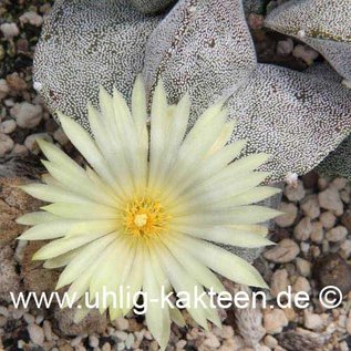 Astrophytum myriostigma v. potosina  (Samen)