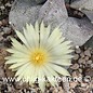 Astrophytum myriostigma v. potosina  (Seeds)