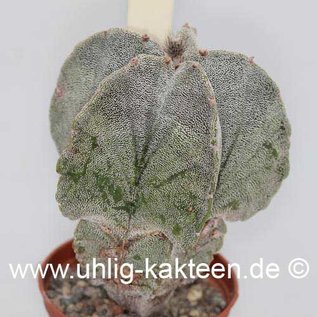 Astrophytum myriostigma v. potosina  (Semillas)