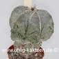 Astrophytum myriostigma v. potosina  (Seeds)