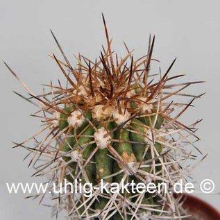 Copiapoa pseudocoquimbana v. vulgata  (Graines)