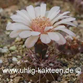 Gymnocalycium ferrarii        (Seeds)