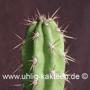 Corryocactus brevistylus   (Seme)