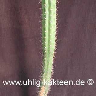 Corryocactus brevistylus   (Samen)