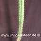 Corryocactus brevistylus   (Samen)