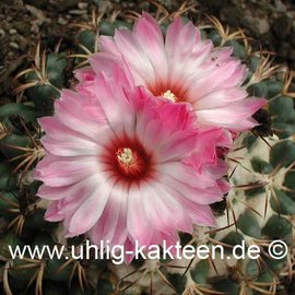 Coryphantha elephantidens        (Graines)