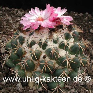 Coryphantha elephantidens        (Samen)