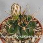 Gymnocalycium eurypleurum   (Seme)