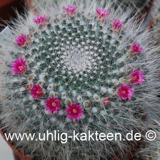 Mammillaria hahniana cv. Pelolargo  (Graines)