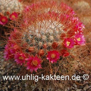 Mammillaria leptacantha cv. Rubriflora  (Graines)