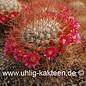 Mammillaria leptacantha cv. Rubriflora  (Graines)