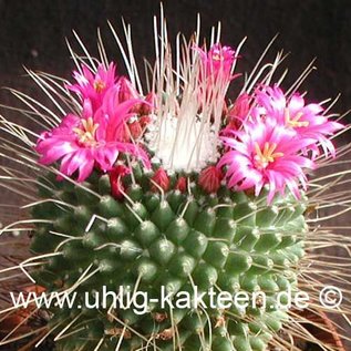 Mammillaria spinosissima  cv. Un Pico      (Seeds)