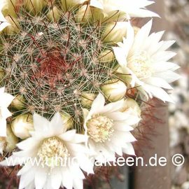 Mammillaria zeilmanniana  v. albiflora      (Seeds)