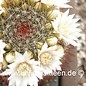 Mammillaria zeilmanniana  v. albiflora      (Graines)