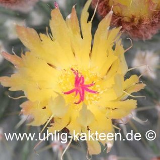 Notocactus buiningii        (Graines)