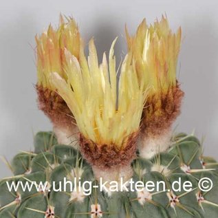 Notocactus buiningii        (Graines)