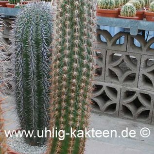 oreocereus celsianus 13苗　抜き苗 oreocereus celsianus 13苗 抜き苗 oreocereus celsianus 13苗 抜き苗