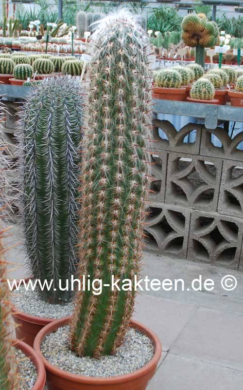 Oreocereus celsianus (Seeds) Uhlig Kakteen more than 5,000