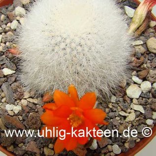 Rebutia muscula   (Graines)