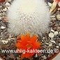 Rebutia muscula   (Samen)