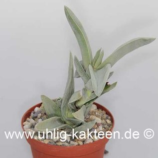 Crassula falcata   (Seme)