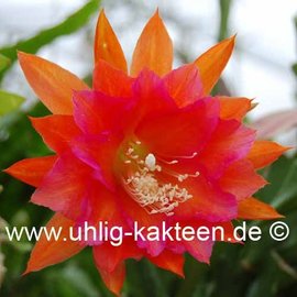 Epiphyllum-Hybr. Ein tolles Ding