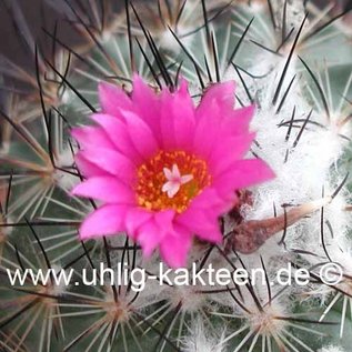 Gymnocactus viereckii L 1159 v. neglegtus Sierra Salamanca, Mexiko, 1000-1300 m   CITES, not outside EU