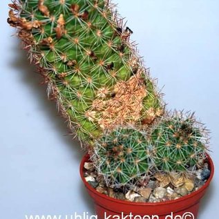 Mammillaria alamensis Uhlig Kakteen Über 5000 verschiedene Arten