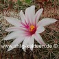 Mammillaria eriacantha