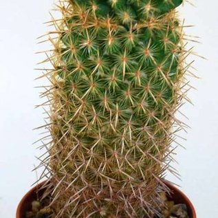 Mammillaria eriacantha