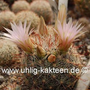 Mammillaria wilcoxii   Yecora