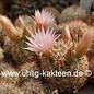 Mammillaria wilcoxii   Yecora