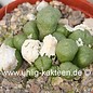 Conophytum velutinum   (syn. ectypum. tischeri)