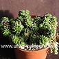 Cremosedum cv. Little Gem  Cremophila nutans x Sedum humifusum