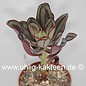 Echeveria nodulosa