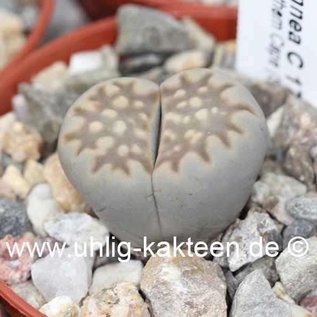 Lithops julii ssp. fulleri v. brunnea C 179 TL Typstandort: 10 km NE Pofadder, Northern Cape (SA)