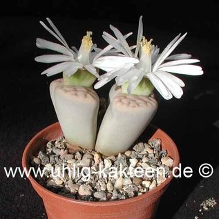 Lithops karasmontana ssp. karasmontana v. jacobseniana C 227 TL 10 km SW Grünau, Namibia