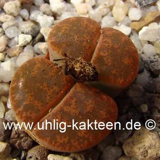 Lithops lesliei ssp. lesliei v. venteri C 047 Typstandort: 30 km W Warrenton, Northern Cape (SA)