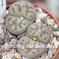 Lithops schwantesii v. schwantesii C 079