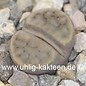 Lithops schwantesii triebneri